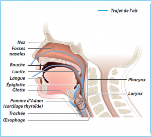 Anatomie Respiration en Ujjayï